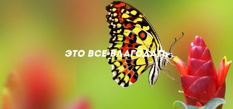 Это все благодать'